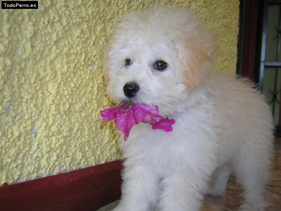 Foto del perro Tizzy