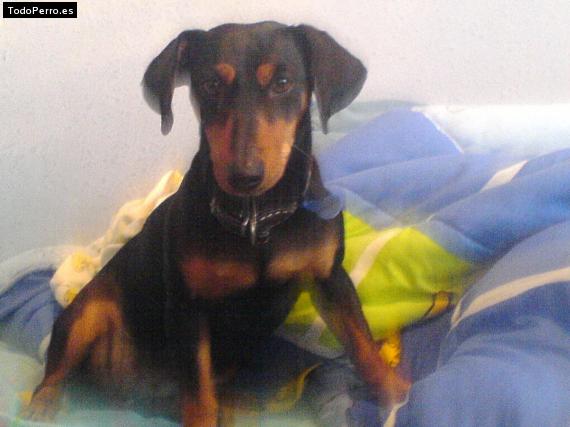 Foto del perro Sara