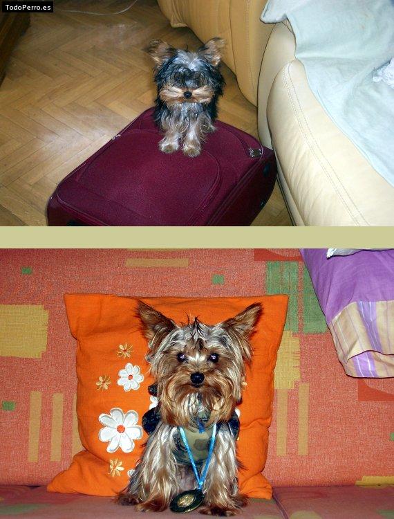 La foto del perro Currito Foto del perro Currito