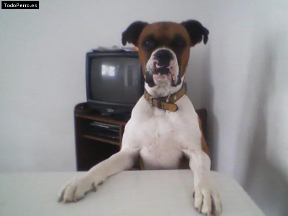 La foto del perro