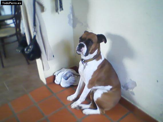 La foto del perro