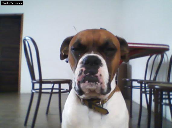 La foto del perro