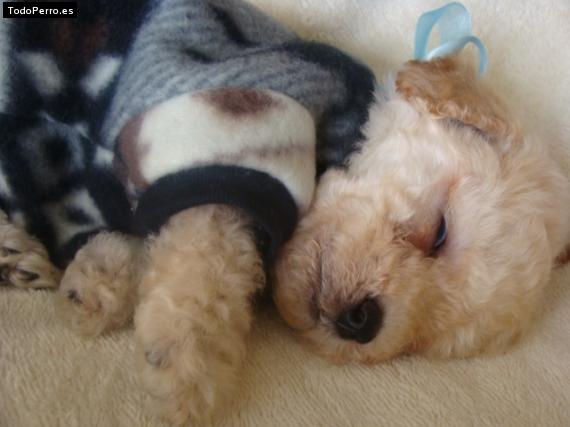 Foto del perro Tommy