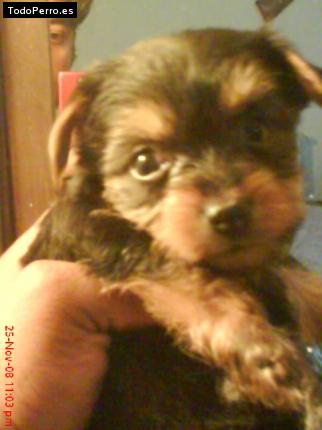 La foto del perro Hercules Foto del perro Hercules