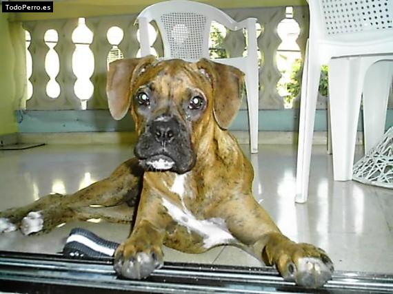 Foto del perro Scubi