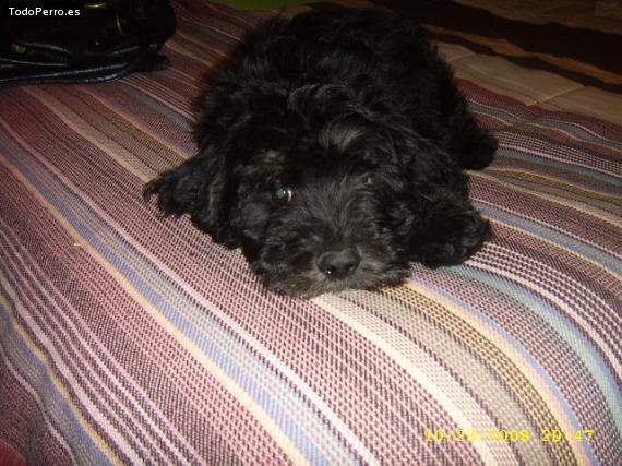 La foto del perro Rulo Foto del perro Rulo