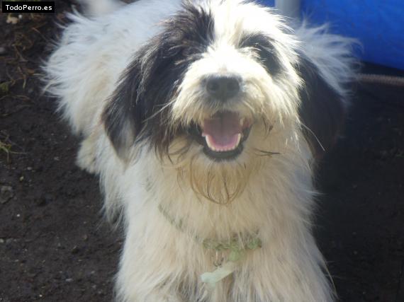 Foto del perro Romina