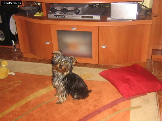 La foto del perro