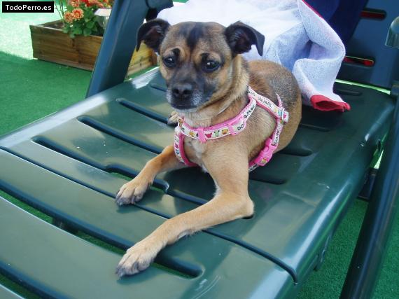 Foto del perro Wendy