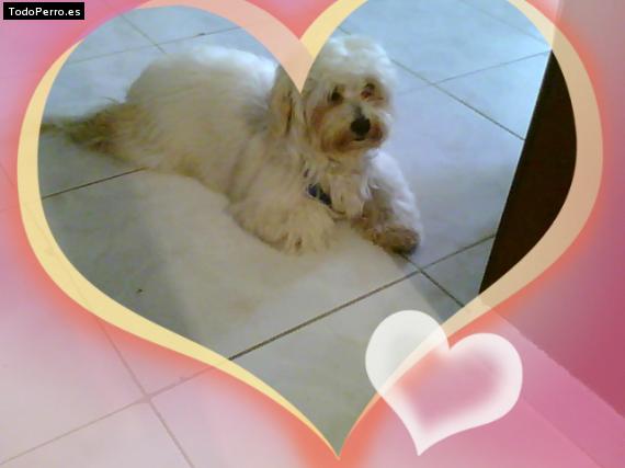 Foto del perro Itachi