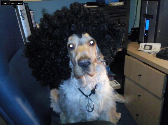 La foto del perro Joi Foto del perro Joi