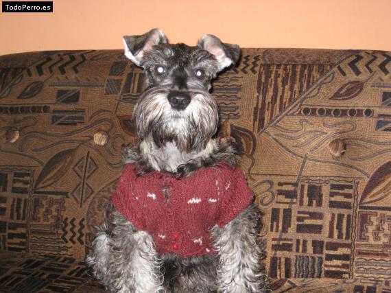 La foto del perro Rambo Foto del perro Rambo