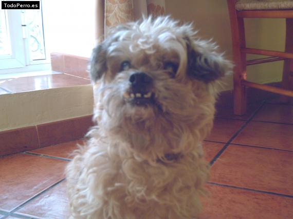 La foto del perro Romario Foto del perro Romario