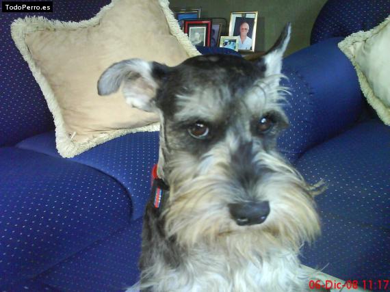La foto del perro