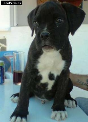 Foto del perro Homer