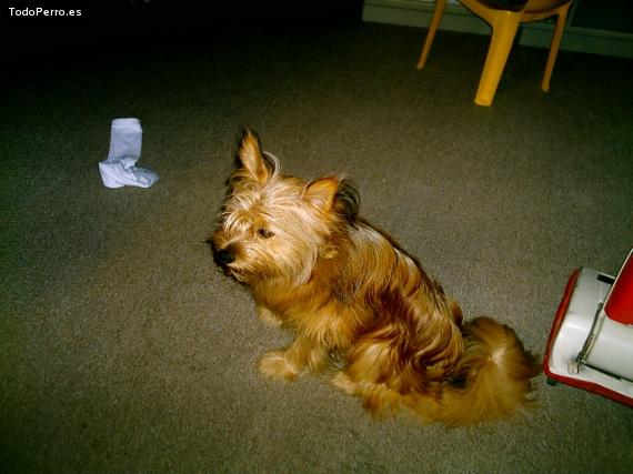 La foto del perro Junior Foto del perro Junior