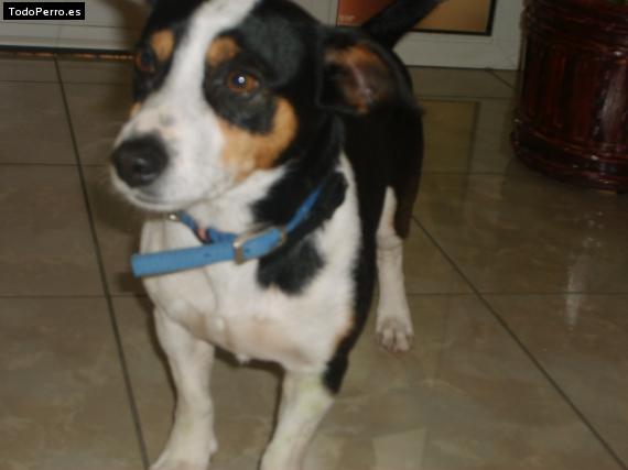 La foto del perro Leo Foto del perro Leo