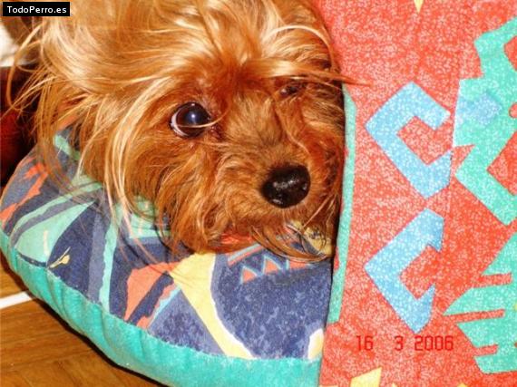 La foto del perro India Foto del perro India