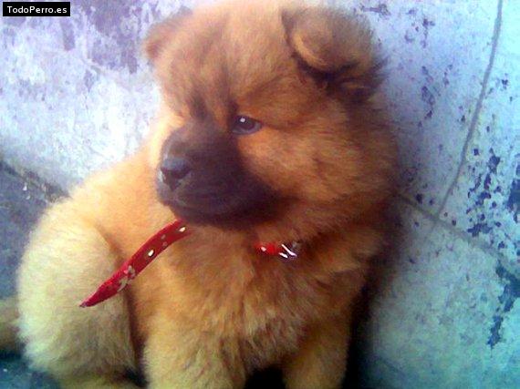 Foto del perro Yogui