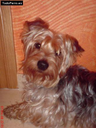 La foto del perro