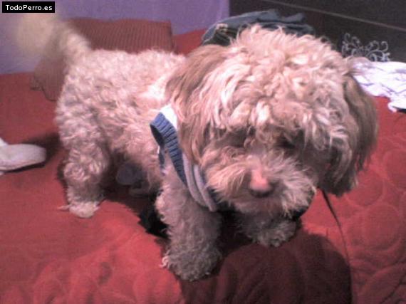 Foto del perro Junior