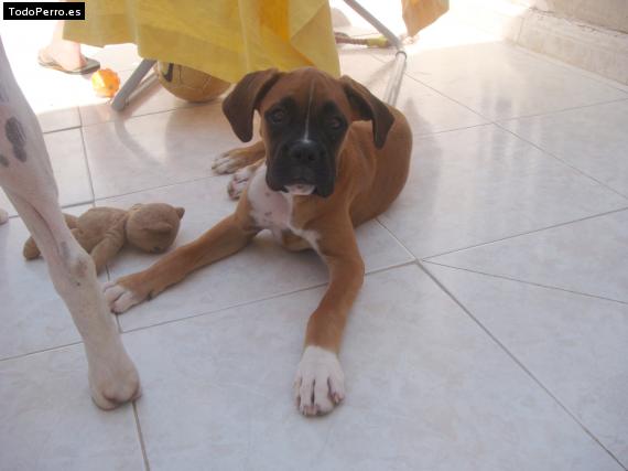 Foto del perro Chula