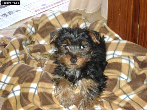 La foto del perro Kratos Foto del perro Kratos