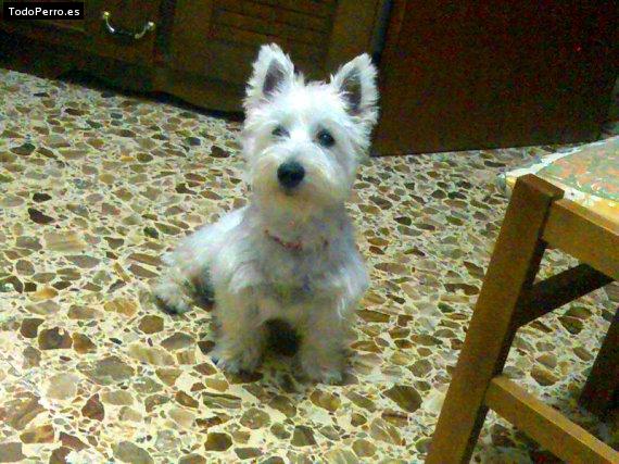 Foto del perro Nemo