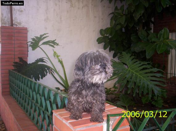 Foto del perro Krena