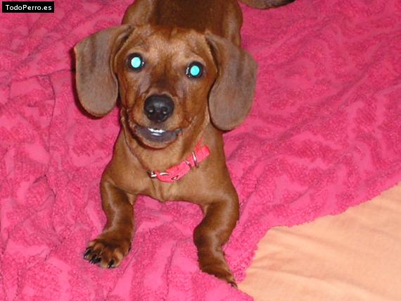 Foto del perro Tony
