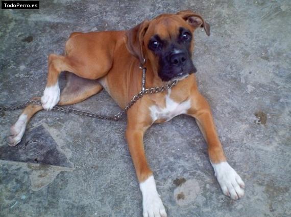Foto del perro Shyna