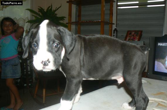 La foto del perro Misterio Foto del perro Misterio