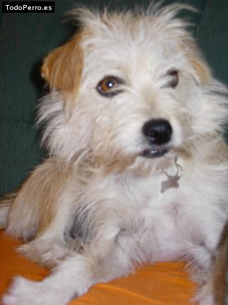 Foto del perro Rumba