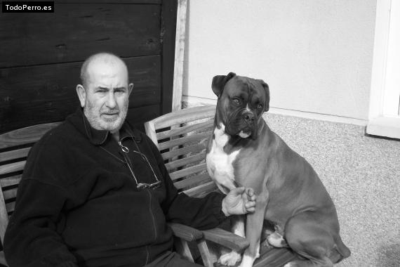 La foto del perro