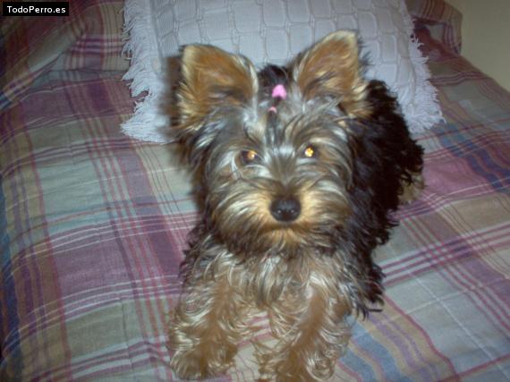 La foto del perro Emma Foto del perro Emma