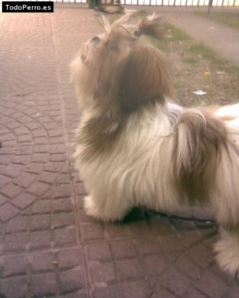 La foto del perro