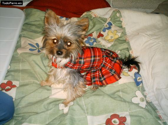 La foto del perro Lara Foto del perro Lara