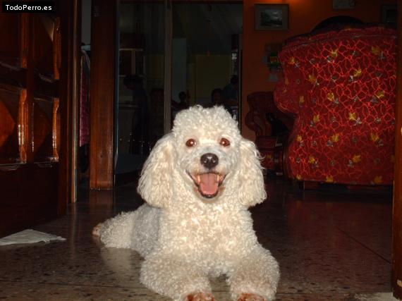La foto del perro