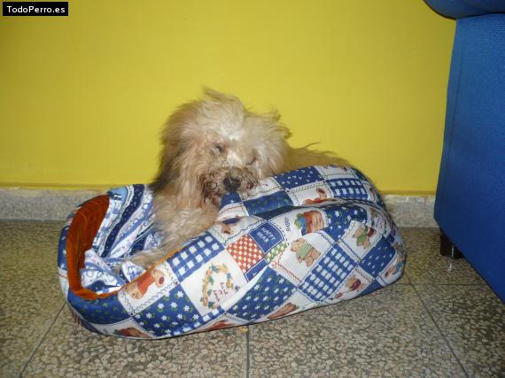 Foto del perro Cala