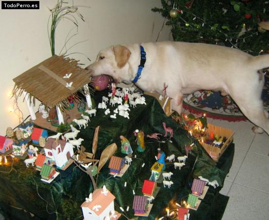La foto del perro