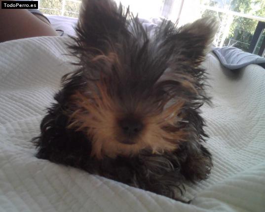 La foto del perro Luz Foto del perro Luz