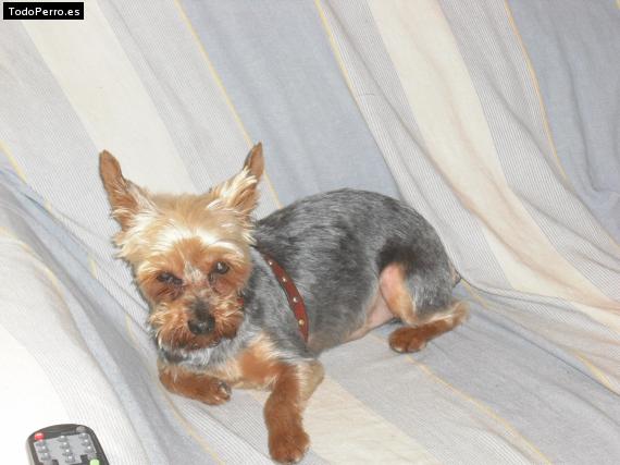 La foto del perro Poochi Foto del perro Poochi