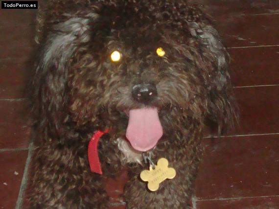 Foto del perro Soffy