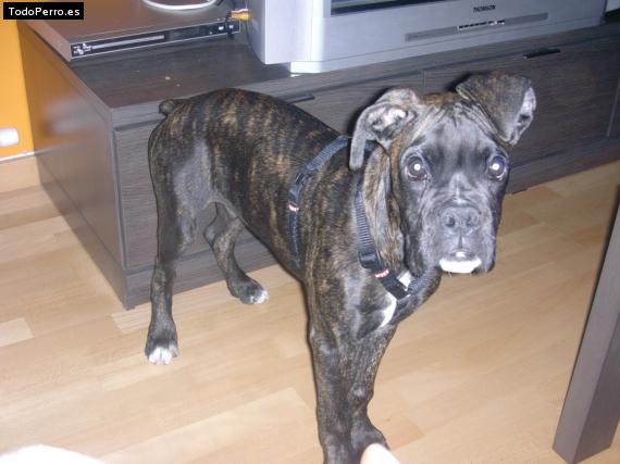 Foto del perro Thaison