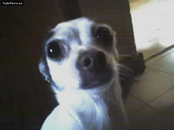 Foto del perro Cici