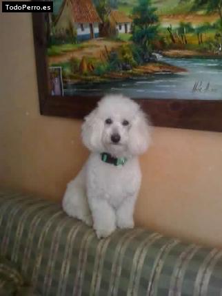 La foto del perro