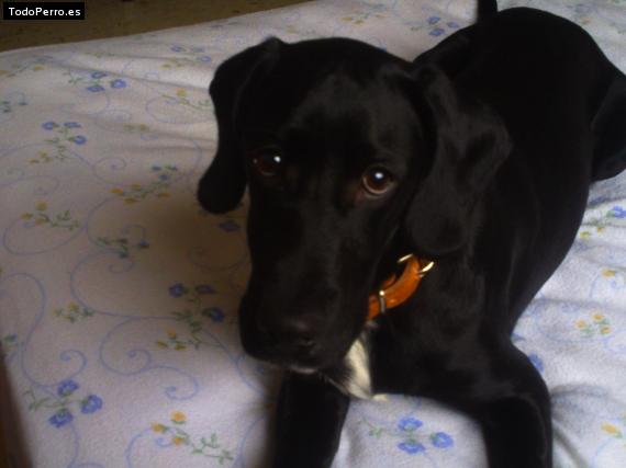 La foto del perro Ruco Foto del perro Ruco