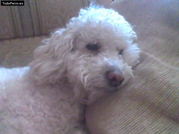 Foto del perro Coraje