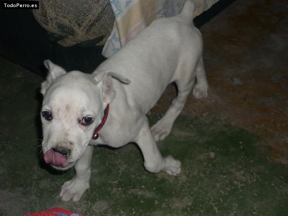 Foto del perro Harley