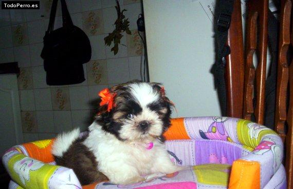Foto del perro Tete